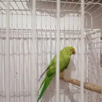 طوطی ملنگو ماده وحشی