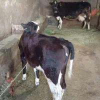 گاو گوساله