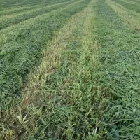 فروش یونجه چین اول امسال بدون علف