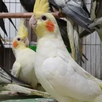 عروس هلندی ۳ماهه