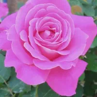 لوبیا قرمز