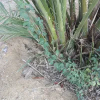 نخل (دمیت) خنیزی و برحی