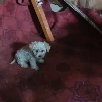 واگذاری توله|سگ|تهران, کیانشهر|دیوار