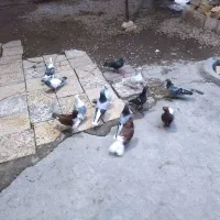 سلام چند عدد کفتر ب فروش میرسد