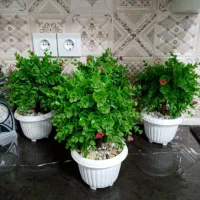 گلدان مصنوعی