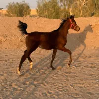 کره اسب عرب مادیان یه سر وارداتی