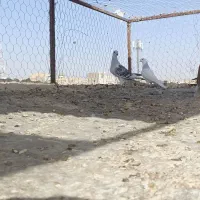 باسلام چند تا حیوان  خب فروشی