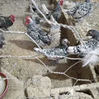 جوجه سیبرایت سیلور و خروس سیبرایت بوف