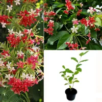 فروش پیچ کمیاب رنگون