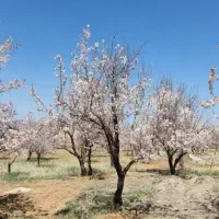 زمین-و-باغ