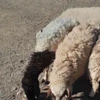 بره ماده کاورر چاق کهره بزه|حیوانات مزرعه|جیرفت, |دیوار