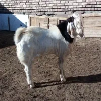 بزغاله پارسال اصل آمریکایی