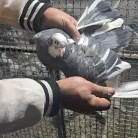 یک جفت نرو ماده دهن خورده