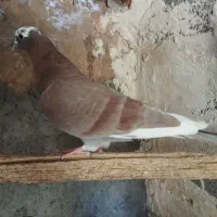 چهار عدد کفتر