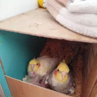 جفت عروس هلندی