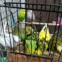 فروشی|پرنده|شیراز, کوشک میدان|دیوار