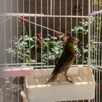 قناری سبز جوجه قناری ۲ماهه