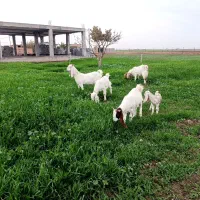 بز و بزغاله گلابی|حیوانات مزرعه|آق قلا, |دیوار