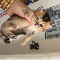 گربه بریتیش گلد و سیلور