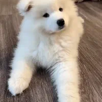 توله سامویید