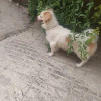 سگ پا کوتا