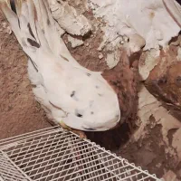 زرد هفرنگ نر مست مناسب جفت|پرنده|الوند, |دیوار