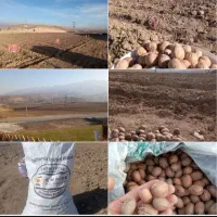 تولید کننده نهال (اشکان حمیدوند)