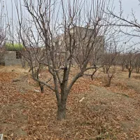 9000-متر-زمین-تهراندشت-سند-تک-برگ-معاوضه