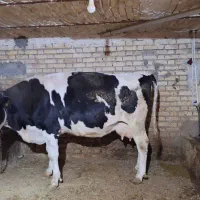 گاو جوان آبستن|حیوانات مزرعه|سجاس رود, |دیوار