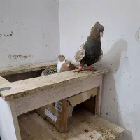 جفتگاه|پرنده|مشهد, خواجه ربیع|دیوار