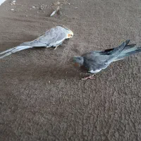 عروس هلندی|پرنده|کبودرآهنگ, |دیوار