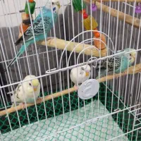 مرغ عشق|پرنده|رشت, حمیدیان|دیوار