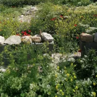 زمین-چالسرا