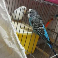 مرغ عشق باتمام وسایل|پرنده|پیرانشهر, |دیوار