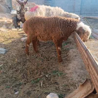 نیازمند اغال