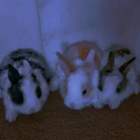 میکس خرگوش|موش و خرگوش|مشهد, رده|دیوار