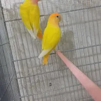 ۴جفت کوتوله اوپال مولد