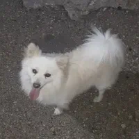 سگ پاپی|سگ|فارسان, |دیوار