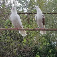 کبوتر پرشی  خط خونی عالی