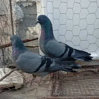 کبوتر پرشی|پرنده|میناب, |دیوار