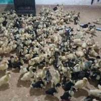 فروش جوجه اردک محلی اماده فضا باز|حیوانات مزرعه|شیرگاه, |دیوار