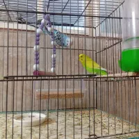 یه جفت مرغ عشق|پرنده|قم, نوبهار|دیوار