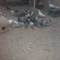کبوتر قزوینی ۳۰عدد