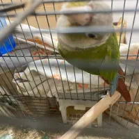 گرینچیک نر|پرنده|قم, پردیسان|دیوار