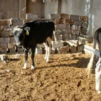 نوبر تلیسه گاو گوساله