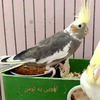 عروس هلندی ابلغ سینامون لوتینو آوازخوان|پرنده|تهران, شمشیری|دیوار