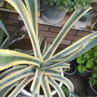 گل اگاو|گل و گیاه طبیعی|اصفهان, قهجاورستان|دیوار