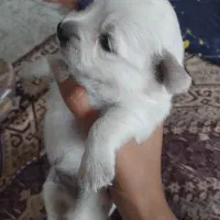 واگذاری توله سگ شیتزو سوپر فلت