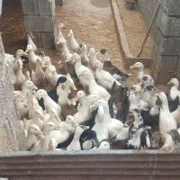 اردک