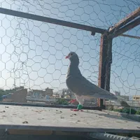 کبوتر